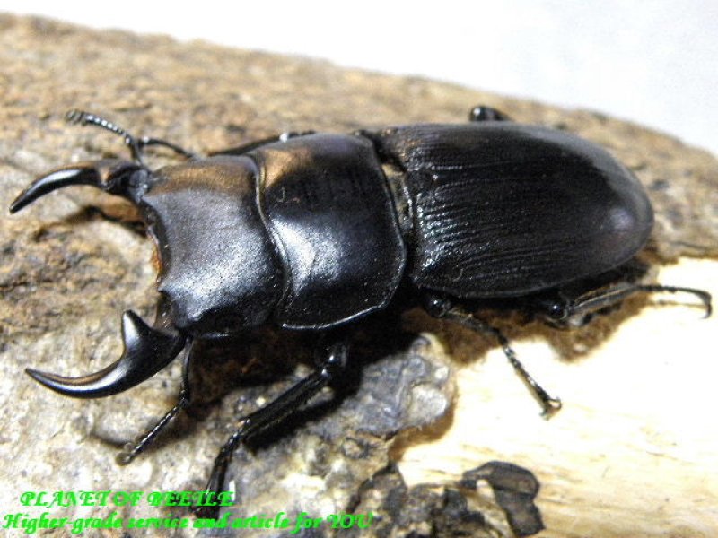 画像2: 初上陸！幻惑の聖地・カンボジアリツセマssp