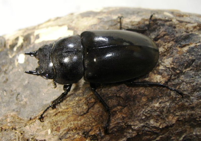 画像3: ボルネオオウゴンオニ(フルストルファー)ペア