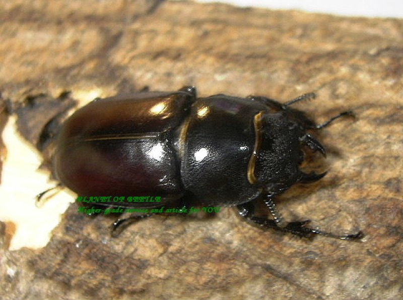 画像1: ダヴィソンフタマタF1♂74mm♀39mmペア