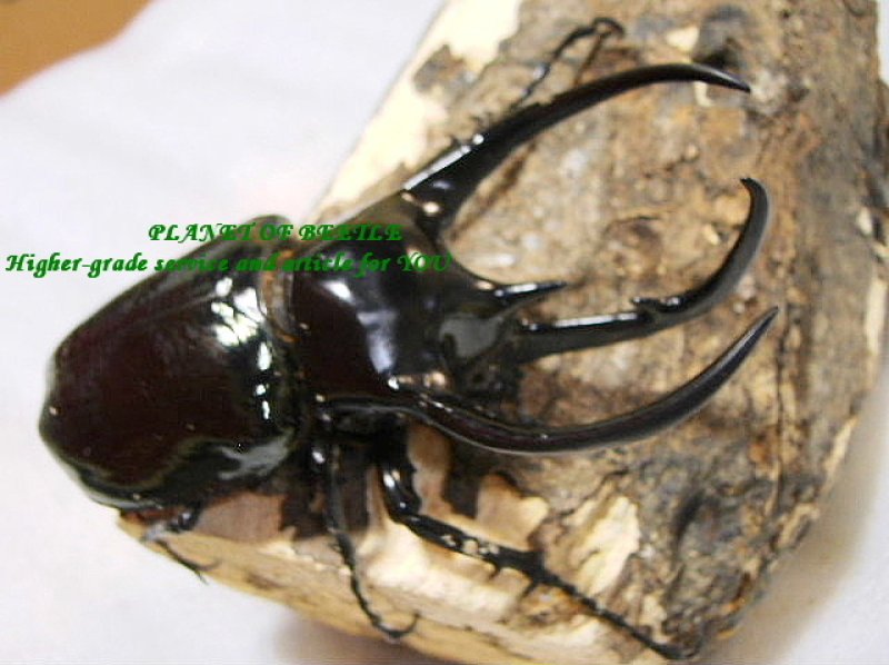 画像1: 5月新着マレーコーカサス♂112mm♀60mm♀57mmトリオ