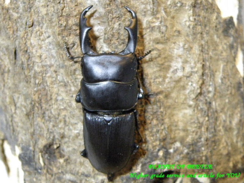 画像2: 7.20新着ミャンマー・チンヒルライヒ各タイプペア