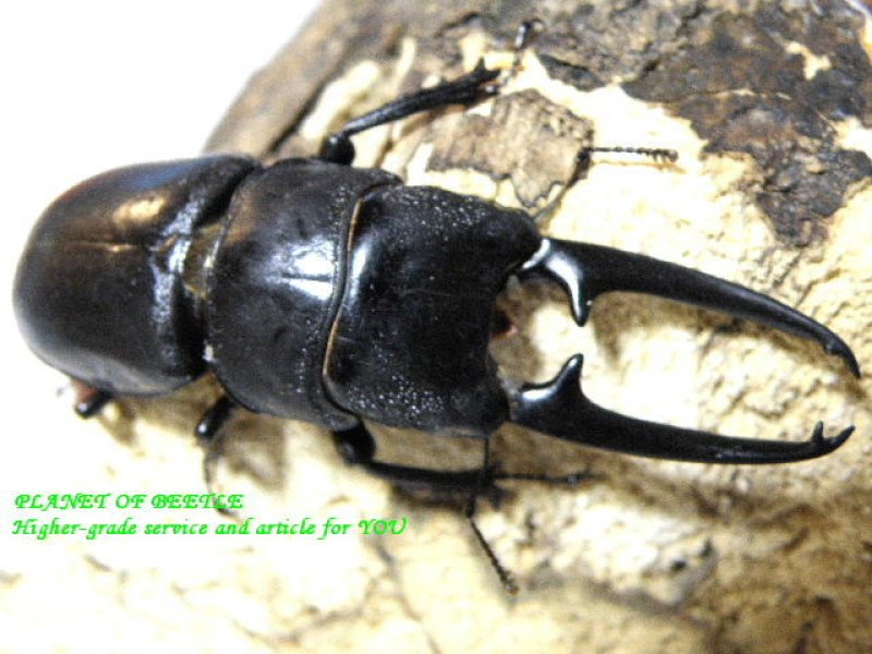 画像1: 新着ネパール・アーチェルニセヒラタ各サイズペア