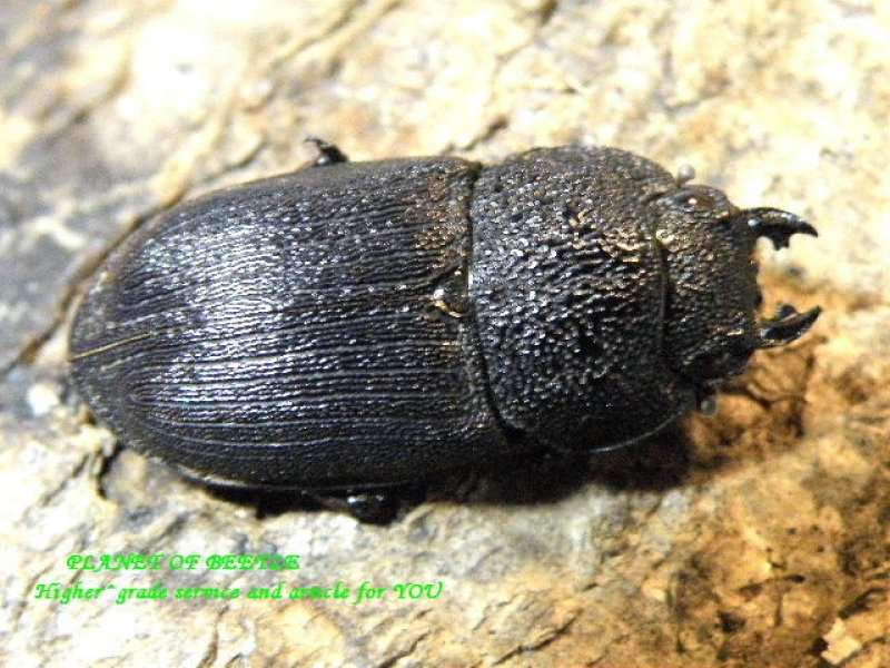 画像2: マスバテ産フィリピンネブトF1ペア