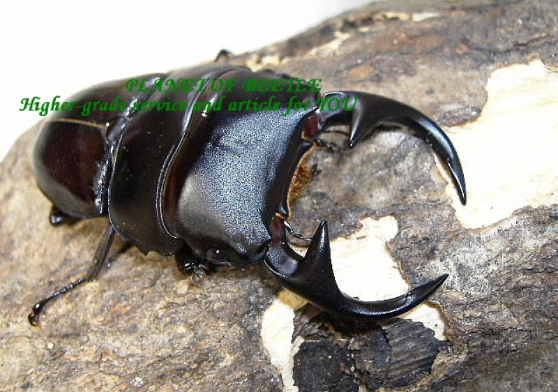 画像2: 大型血統・南ベトナム産クルビデンスssp♂73mm♀44mmペア