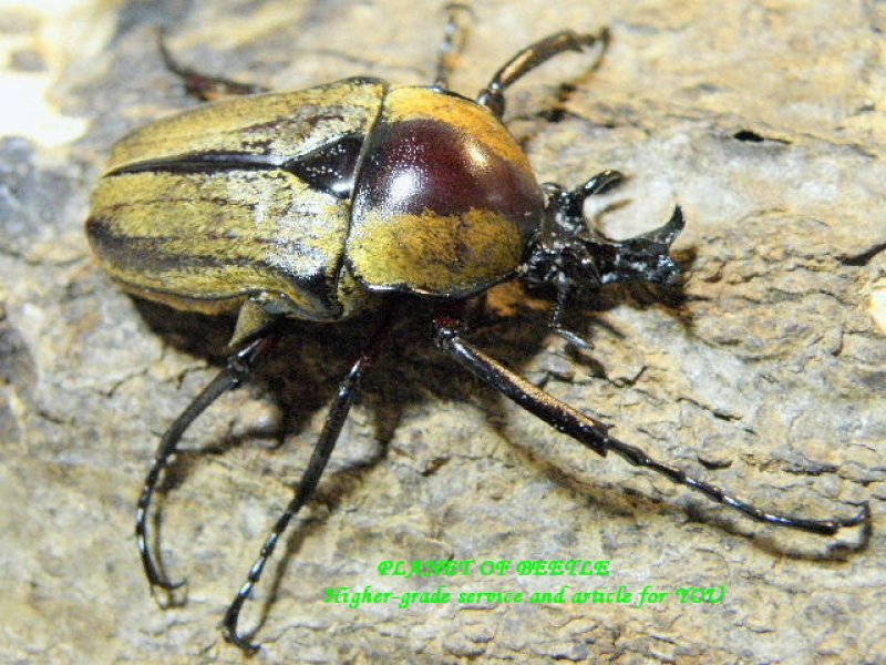 画像1: ベトナムレア種紹介Ｈｅｒｃｕｌａｉｓｉａ ｓａｔａｎａｓ (1)