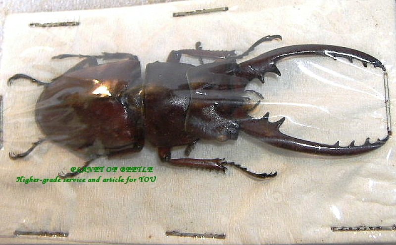 画像1: 直入荷ラベル・最強のミャンマー!ポルトンノコギリF3幼虫4頭セット