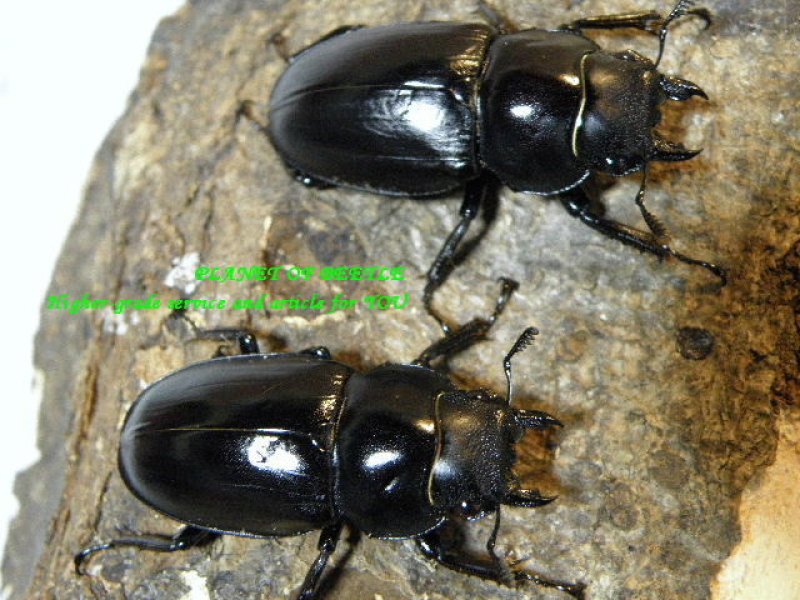 画像1: 希少インド産・アドンクスフタマタF2♂65mm♀39mmペア