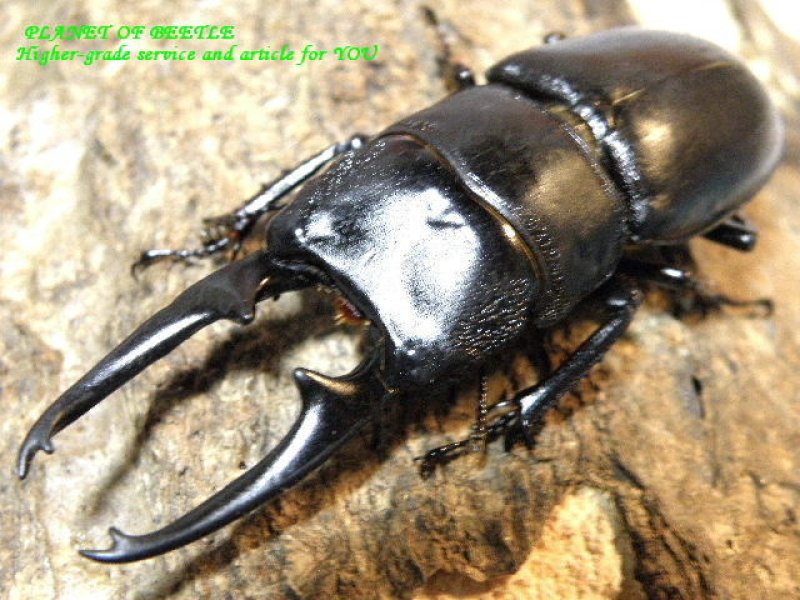 画像2: 新着ネパール・アーチェルニセヒラタ各サイズペア