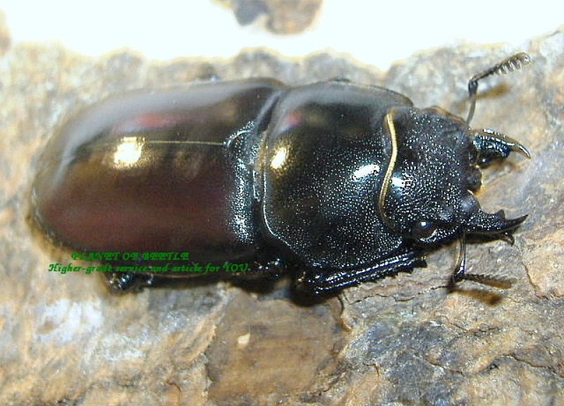 画像1: ダヴィソンフタマタF1♂71mm♀41mmペア