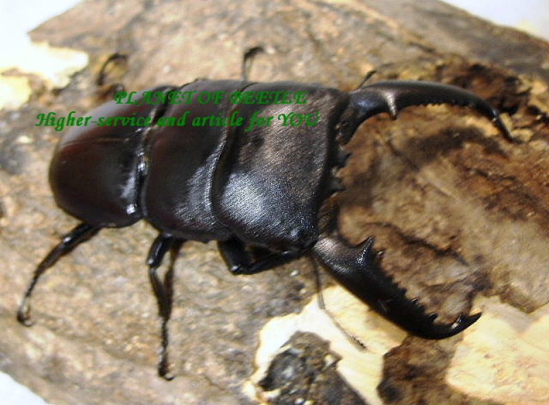 画像2: 天然パラワンオオヒラタペア