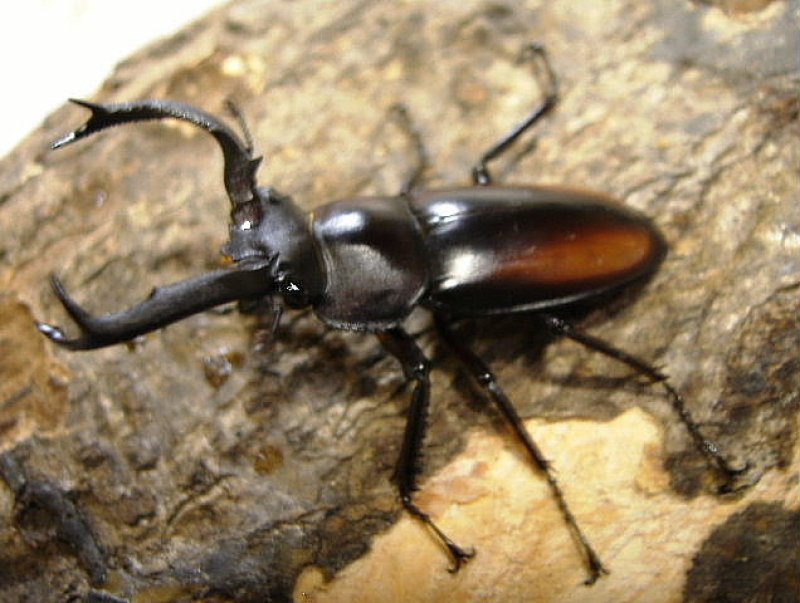 画像1: 南ベトナム・スペキオスシカsspペア