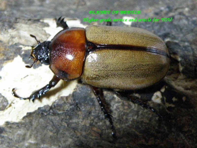 画像1: 入手困難アルゼンチン・ゴロファコケレアリスF1ペア