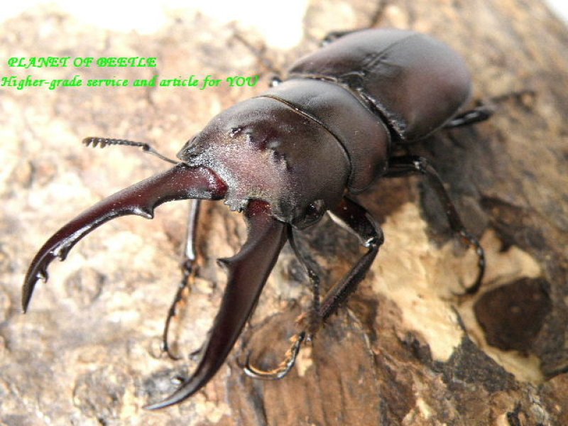 画像1: 希少・特大チュウジョウノコギリF2♂41mm♀20mmペア