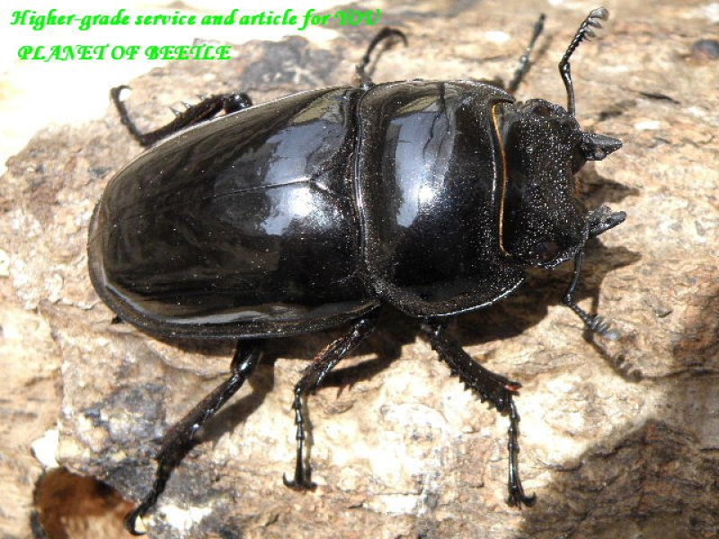 画像1: 1円スタート虫の日オークション出品中！天然レギウス♂57mm♀43mmペア