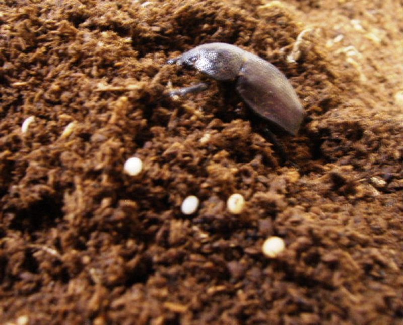 画像1: 【天然バックレイコフキ・ブリード解説付き】