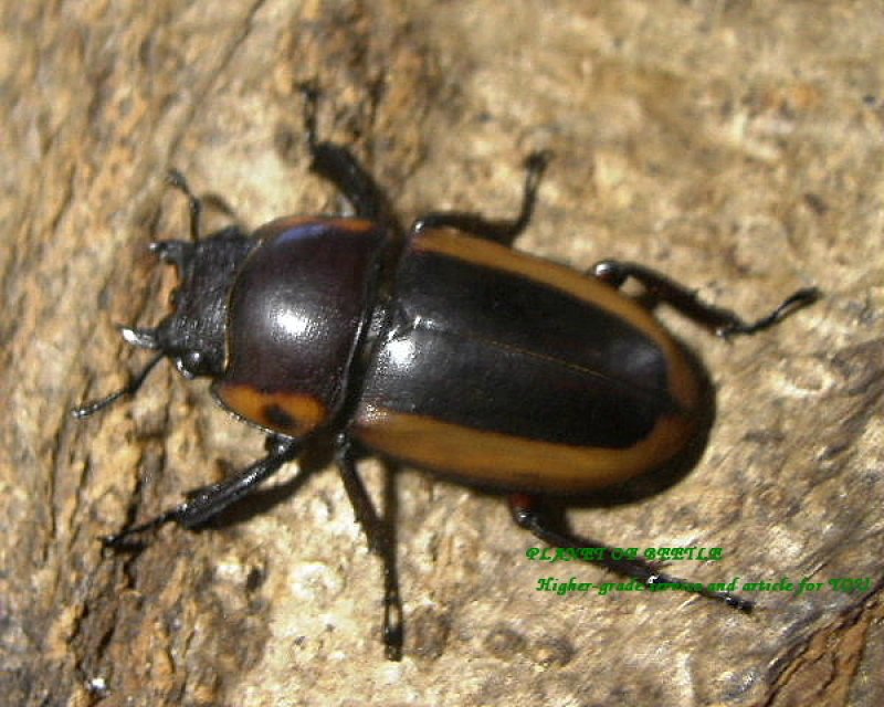 画像1: ネグロス・ラテラリスssp♂56mm♀26mmペア