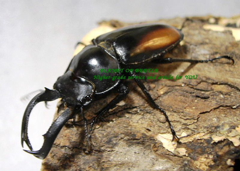 画像2: 6月新着・中央ベトナム産スペキオススシカsspペア