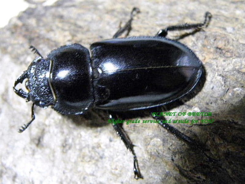 画像2: 希少ミャンマー・アッサムシカF1♂42mm2♀トリオ