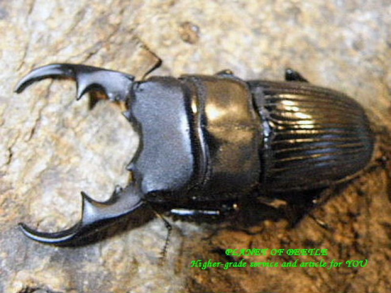 画像2: 7.20新着ミャンマー・ラビリスネブト特大♂52mmペア