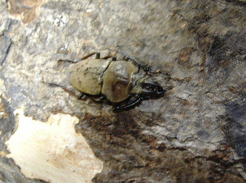 画像1: ハイイロクワガタF3幼虫4頭セット