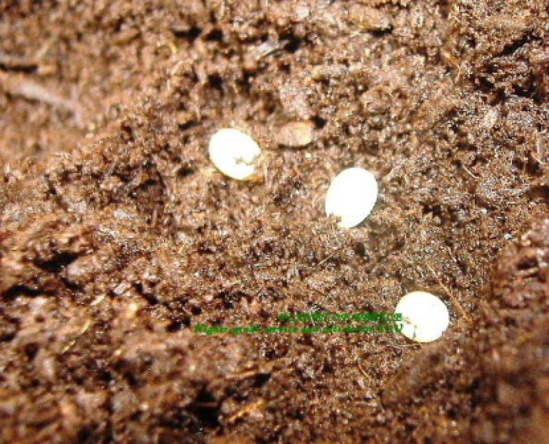 画像1: ダヴィッドカブト♀38mm単品(採卵セット法あり)