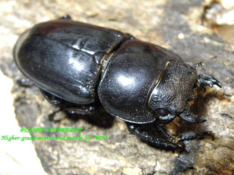 画像1: 7.22入荷・韓国ヒラタssp castanicolor♂79mm♀35mmペア