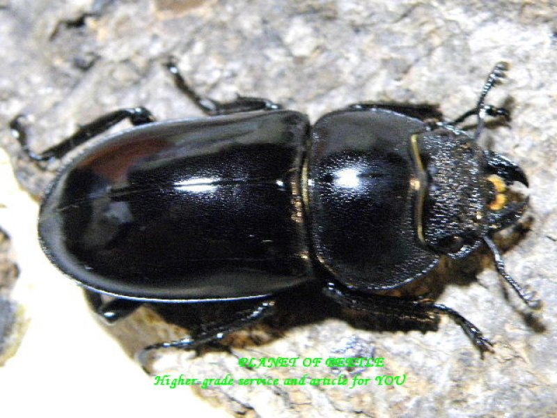 画像1: 直入荷ラベル2006血統・F2アッサムシカ♂49mm♀34mmペア