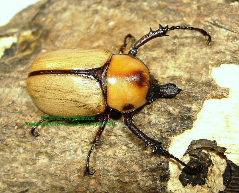 画像1: ゴロファコケレアリスF1幼虫ペア