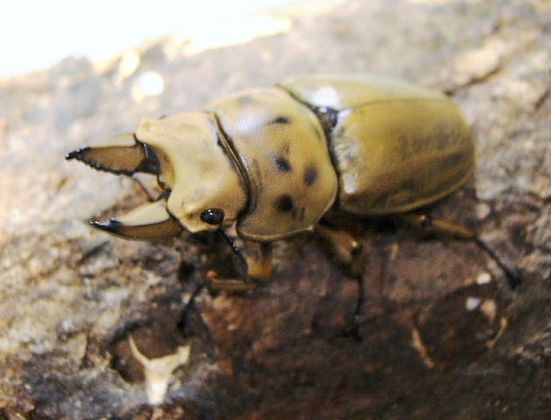 画像2: ボルネオオウゴンオニ(フルストルファー)ペア