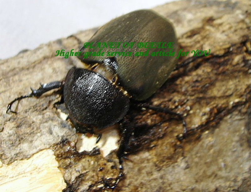 画像2: アトラスへスペルス♂98mm♀51mmペア