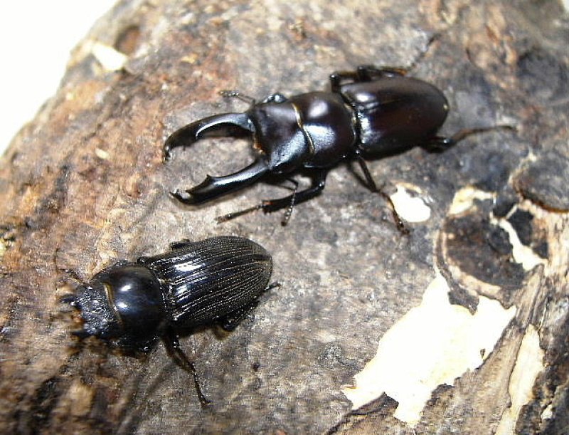 画像3: スペシャルプライス・北ベトナムスジクワsspペア