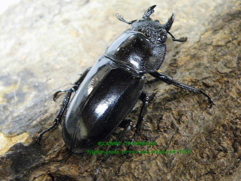 画像1: 希少ミャンマー・アッサムシカF1♂42mm2♀トリオ