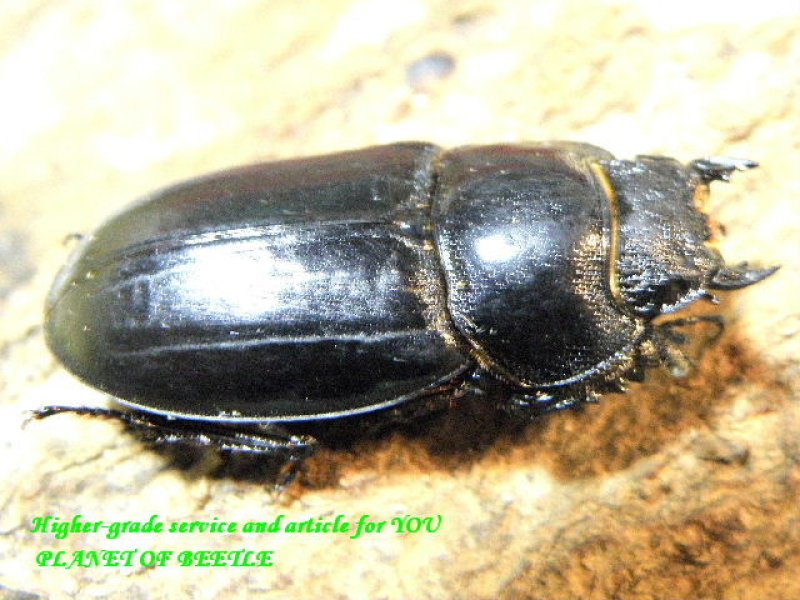 画像2: 特選越冬個体！天然アーチェルニセヒラタ♂55mm♀32mm完品ペア