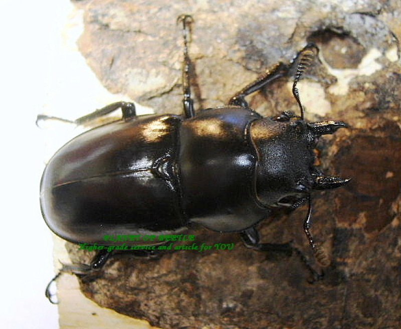 画像2: 9月新着ブータン・ボーリンフタマタ♂71mm♀40mmペア