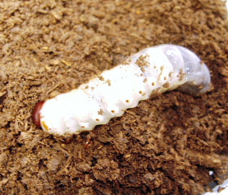 画像2: 【天然バックレイコフキ・ブリード解説付き】