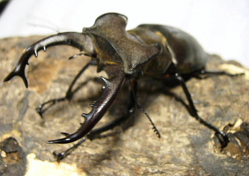 画像1: タカサゴミヤマ♀単品