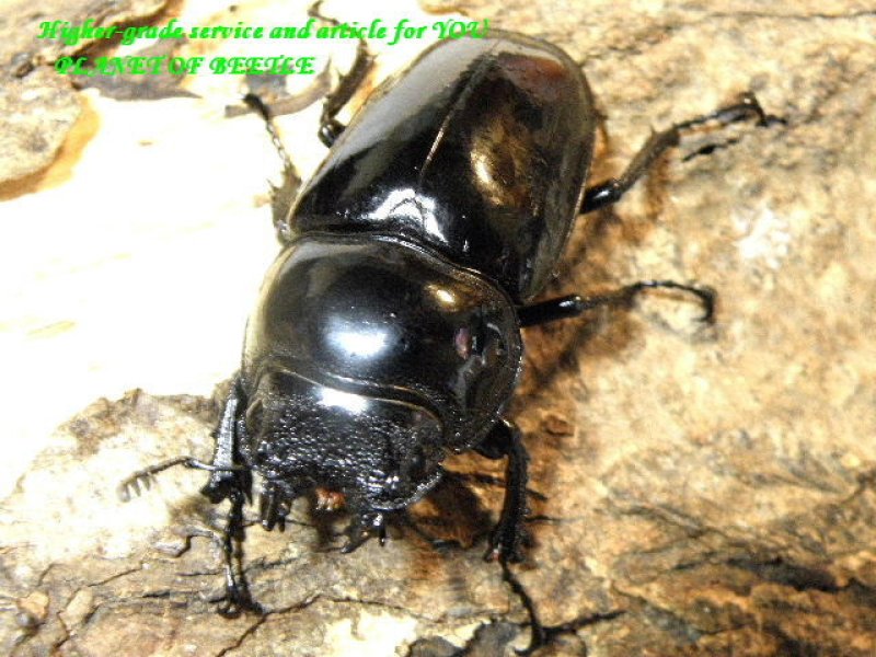 画像1: 直入荷ラベル！カメルーン最強レギウス♂59mm♀43mmペア