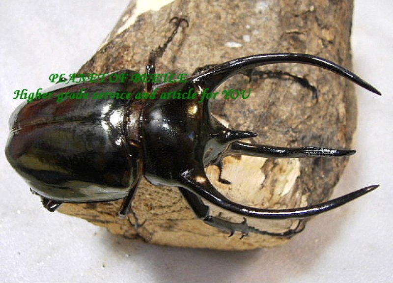画像1: アトラスへスペルス♂99mm♀55mmペア