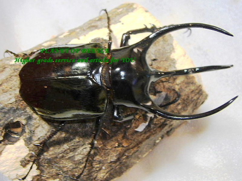 画像1: 5月新着マレーコーカサス♂113mmトリオ
