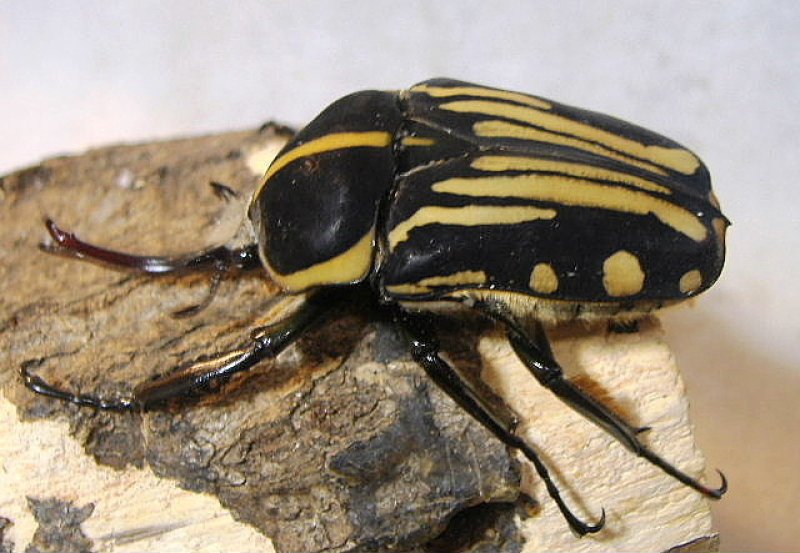 画像2: クラッツマリアナ♂68mm♀48mmペア