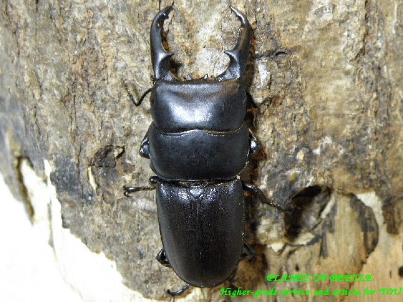 画像1: 7.20新着ミャンマー・チンヒルライヒ各タイプペア