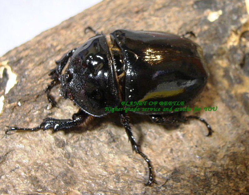 画像1: 6月新着ベトナム・幻のダヴィッドカブトペア