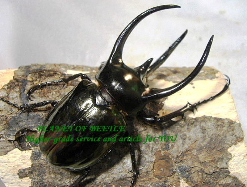 画像1: アトラスへスペルス♂98mm♀51mmペア