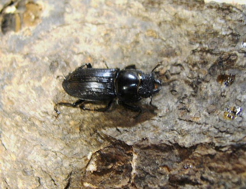 画像1: スペシャルプライス・北ベトナムスジクワsspペア