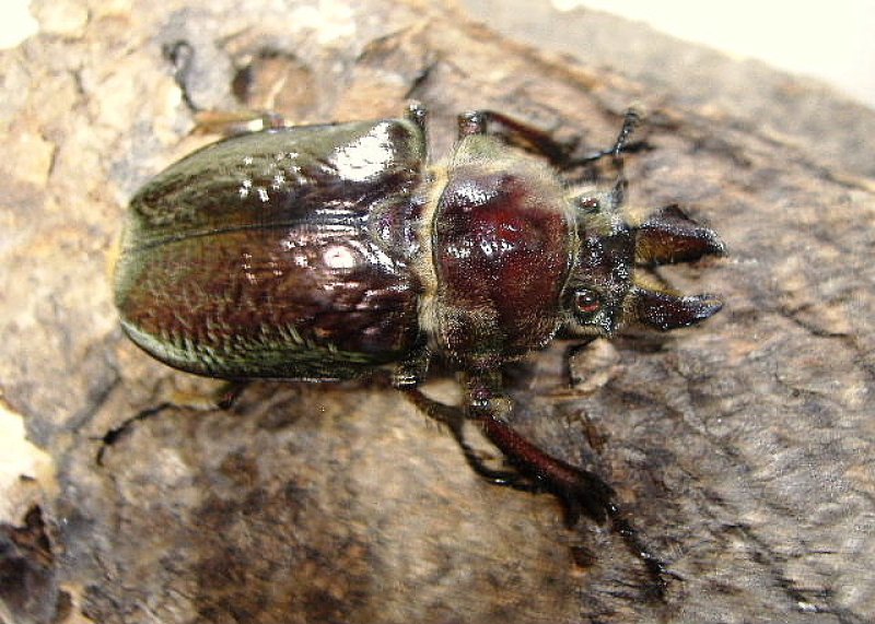 画像1: 異形の魅力・フェイスタメルシワバネペア