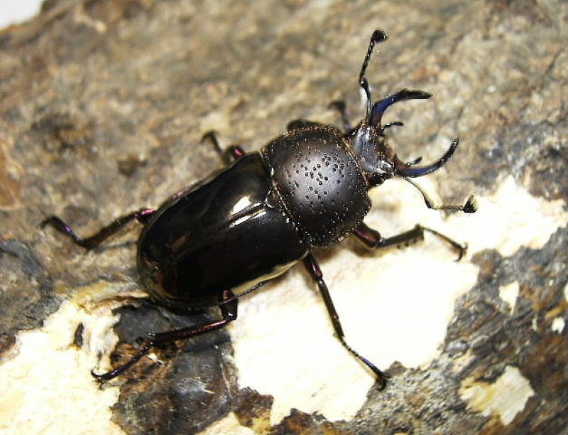 画像3: 厳選天然ドウイロペア