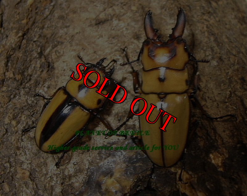画像1: 5月新着オキピタリス♂36mm♀26mmペア (1)