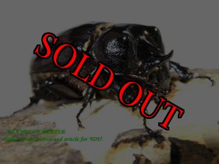 【kinsaba】ゴロファガウジョン ♀単品2頭セット【即ブリ】