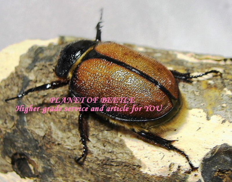 画像1: ゴロファアエギオンF1ペア