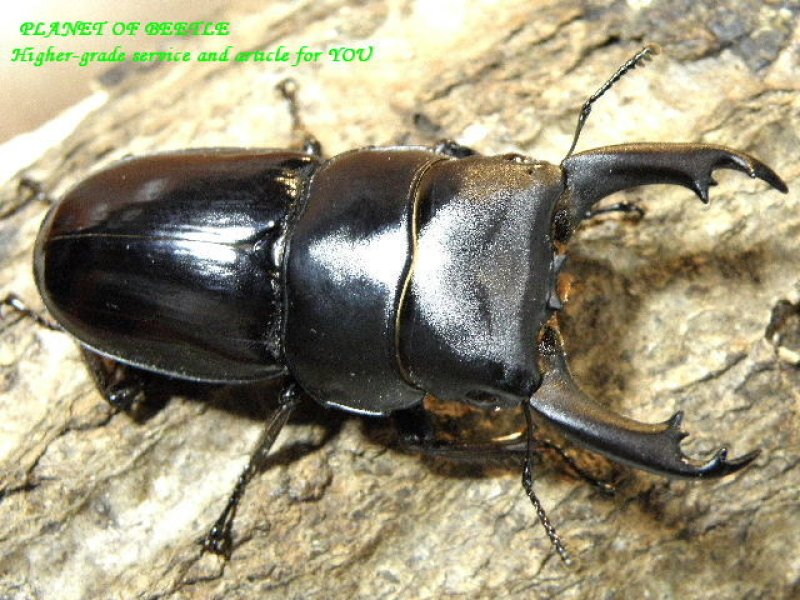 画像1: 激レア！四川Dorcus♂51mm♀34mmペア
